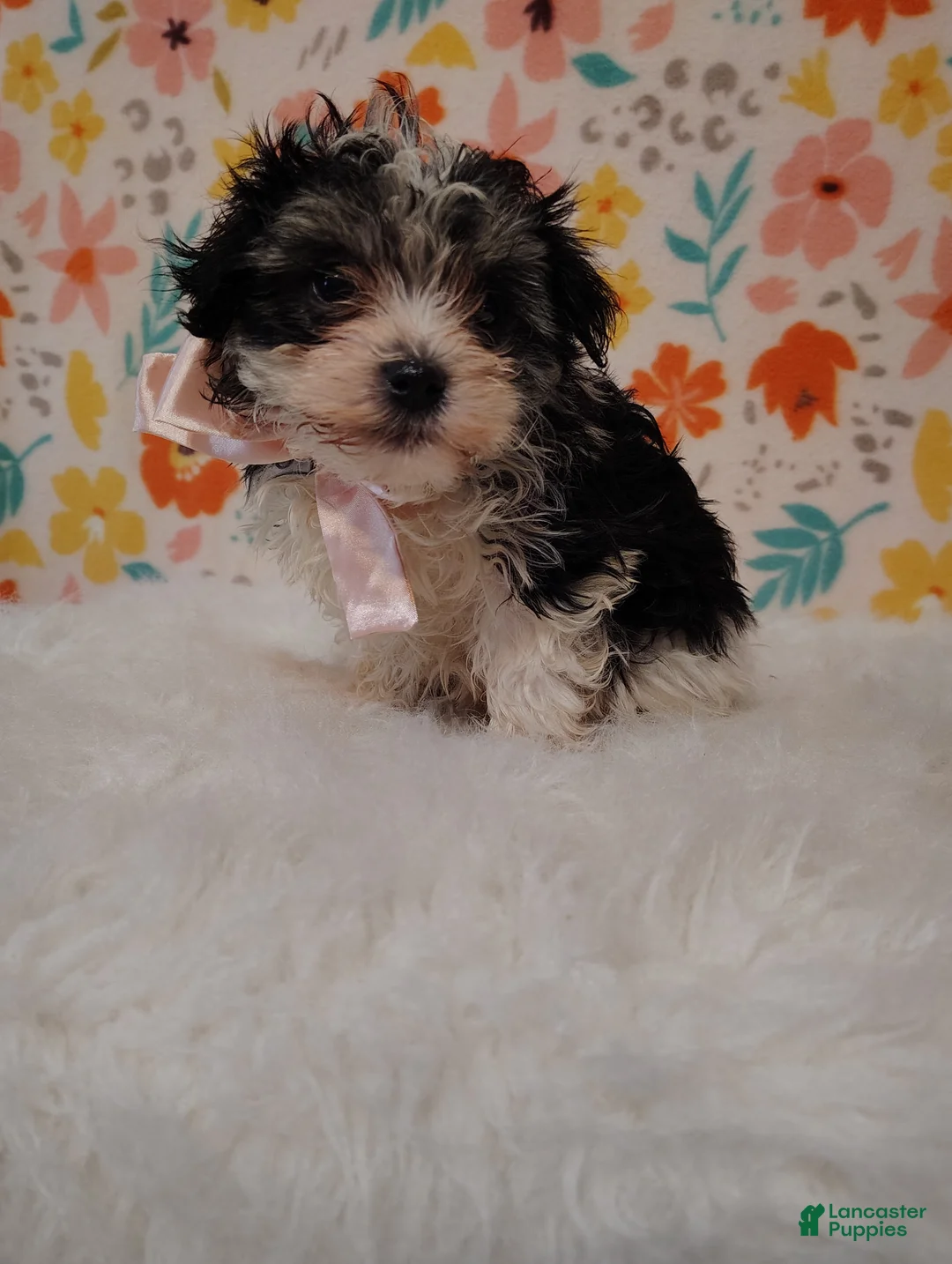 Maltipoo dogs for sale: Sassy - Ad 1