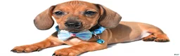 Miniature Dachshund dogs for sale: Jake - Ad 2