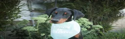 Doberman Pinscher dogs for sale: Malcolm - Ad 4
