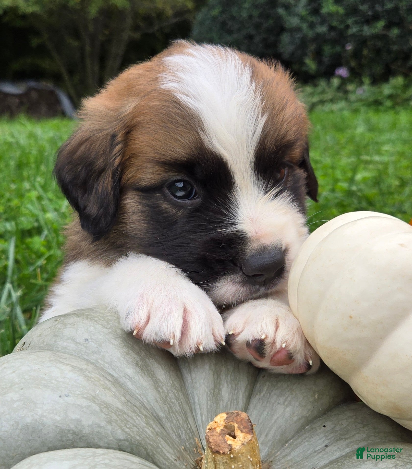 Saint Bernard dogs Penny - Ad 1