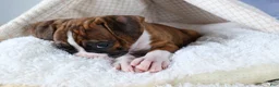 Boxer dogs for sale: Scarlett  - Ad 7