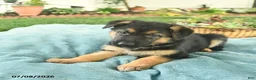 German Shepherd dogs for sale: Izzy  - Ad 5