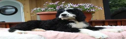 Bernedoodle dogs for sale: Ava - Ad 5