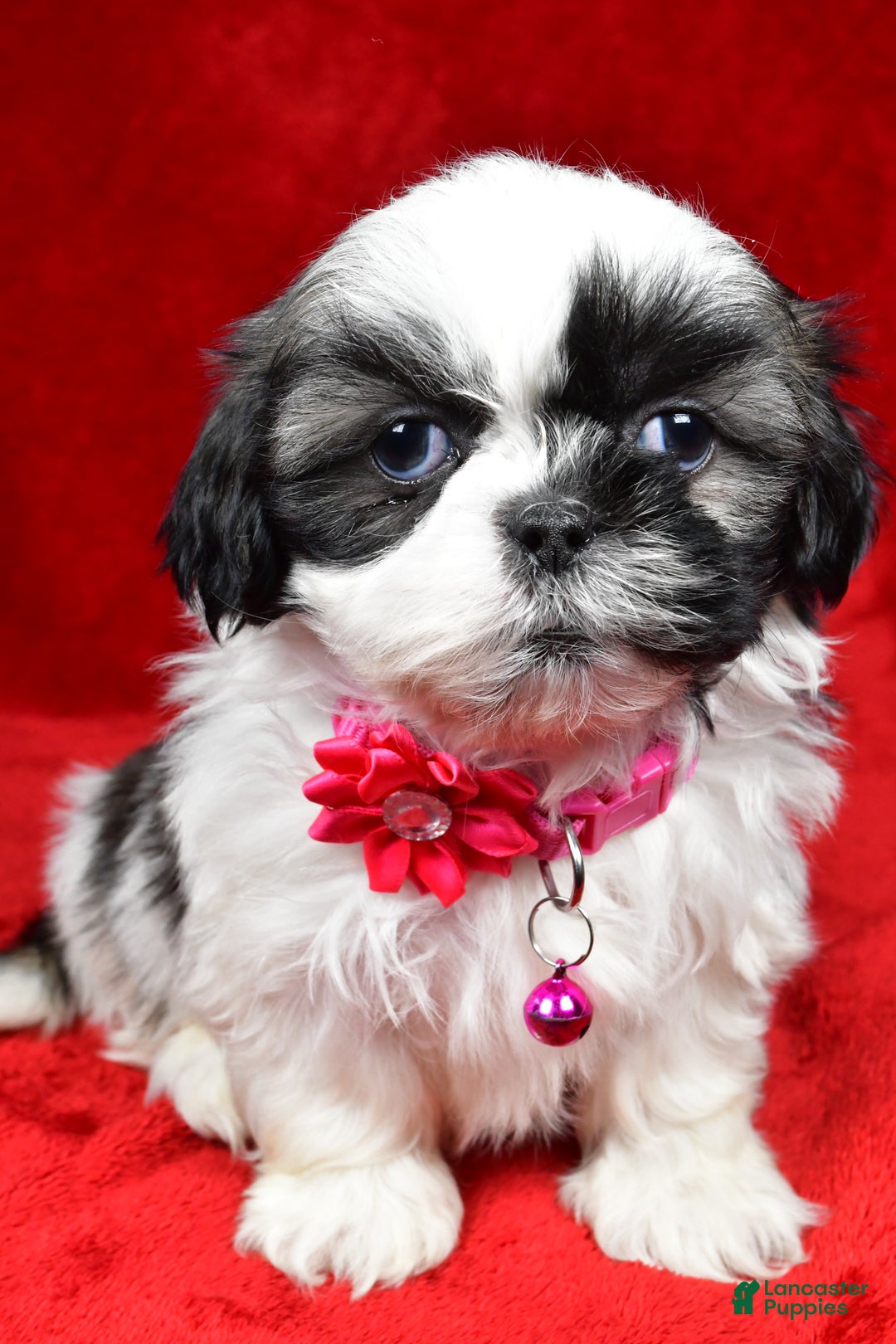 Shih Tzu dogs for sale: Hope - Ad 6