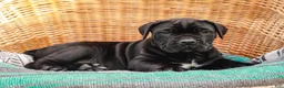 Cane Corso dogs for sale: Jett (Champion Bloodline) - Ad 5