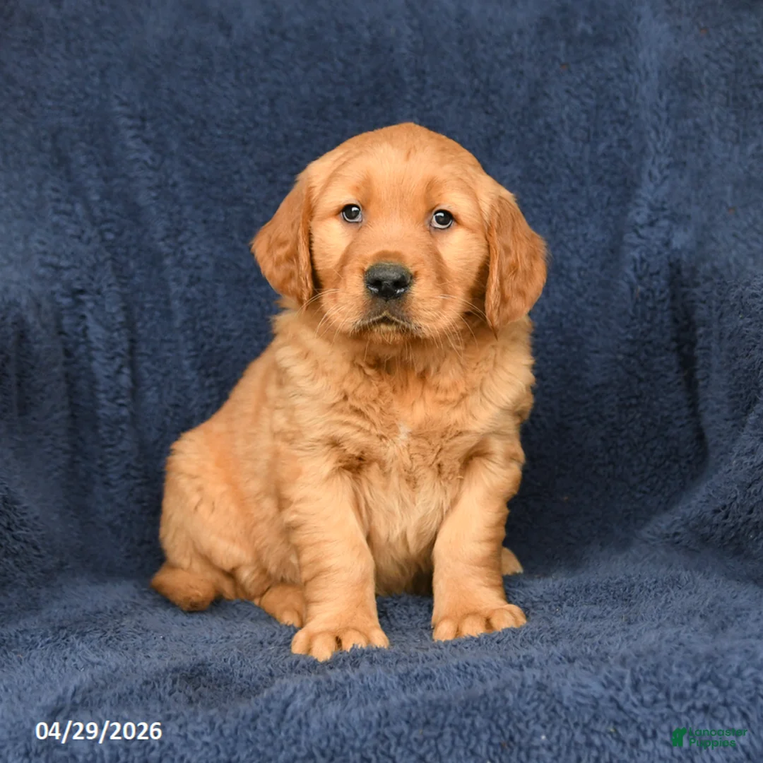 Golden Retriever dogs for sale: Buster - Ad 1