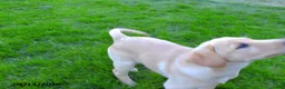 Labrador Retriever dogs for sale: Brianna - Ad 3
