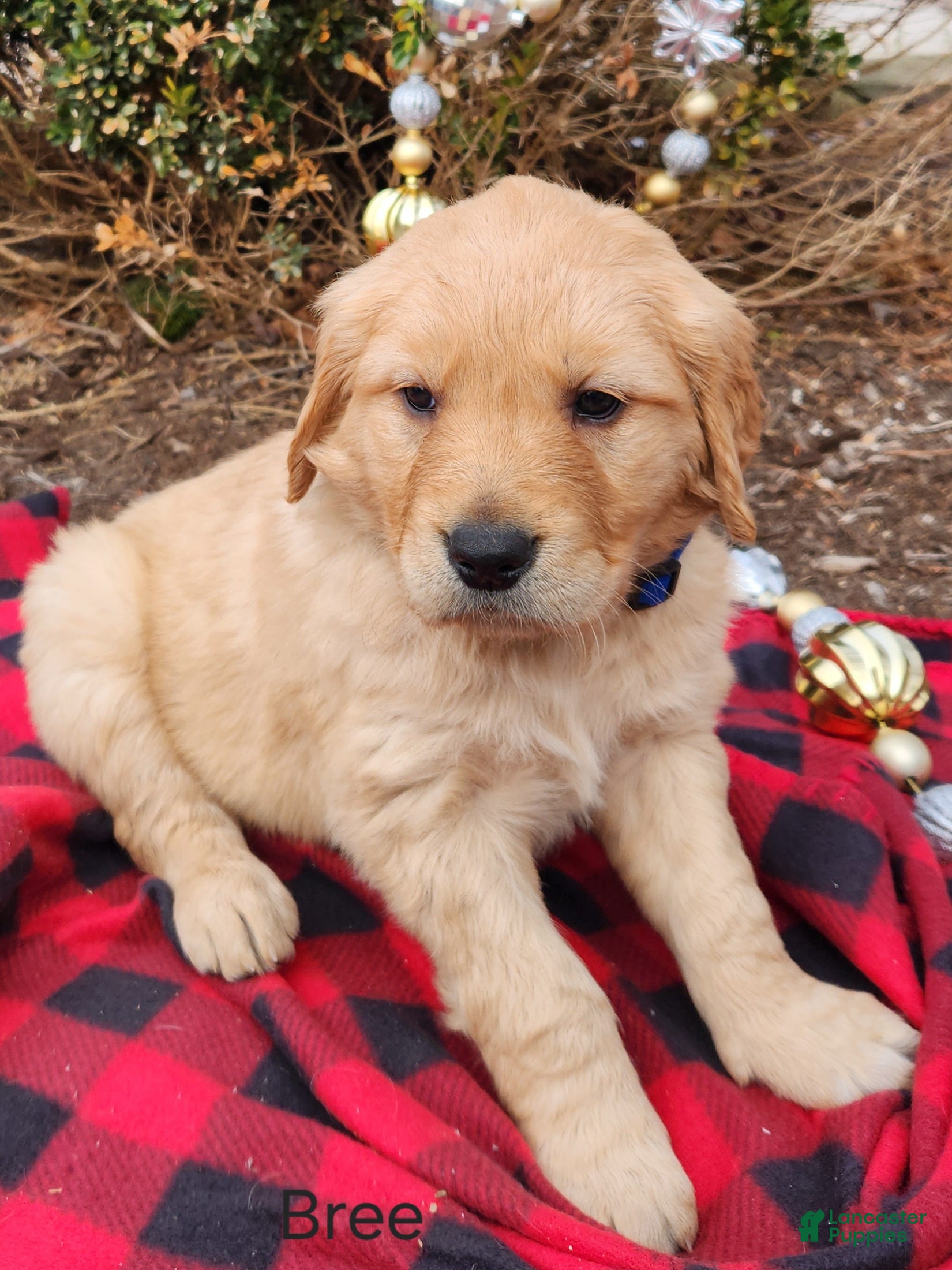 Golden Retriever dogs Bree - Ad 25