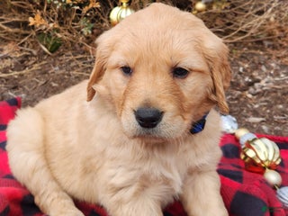 Golden Retriever dogs Bree - Ad 5