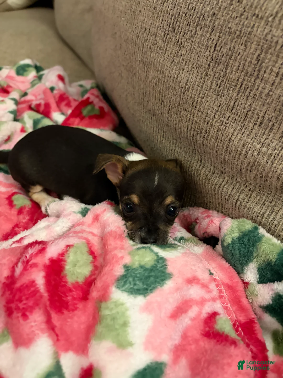 Chihuahua dogs for sale: Chihuahua Puppy 1 - Ad 2