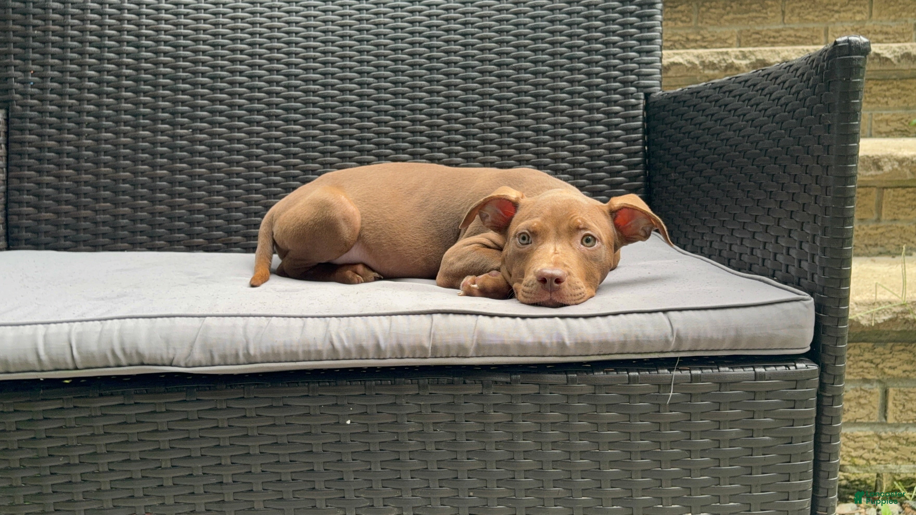 American Bully dogs American Bully 1 - Ad 12
