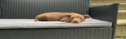 American Bully dogs for sale: American Bully 1 - Ad 1