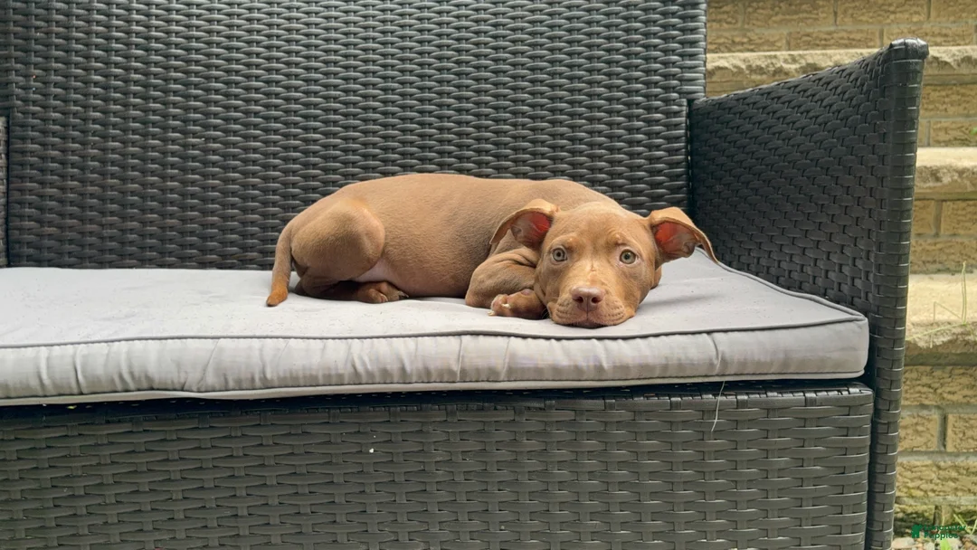 American Bully dogs for sale: American Bully 1 - Ad 1