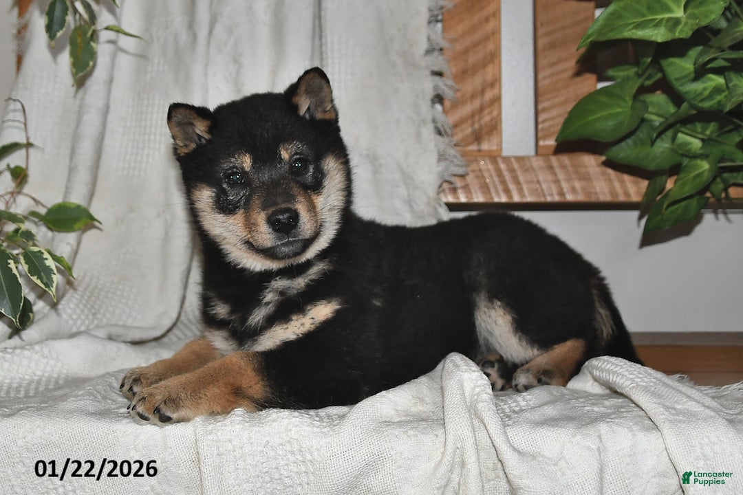 Shiba Inu dogs for sale: Mason - Ad 2