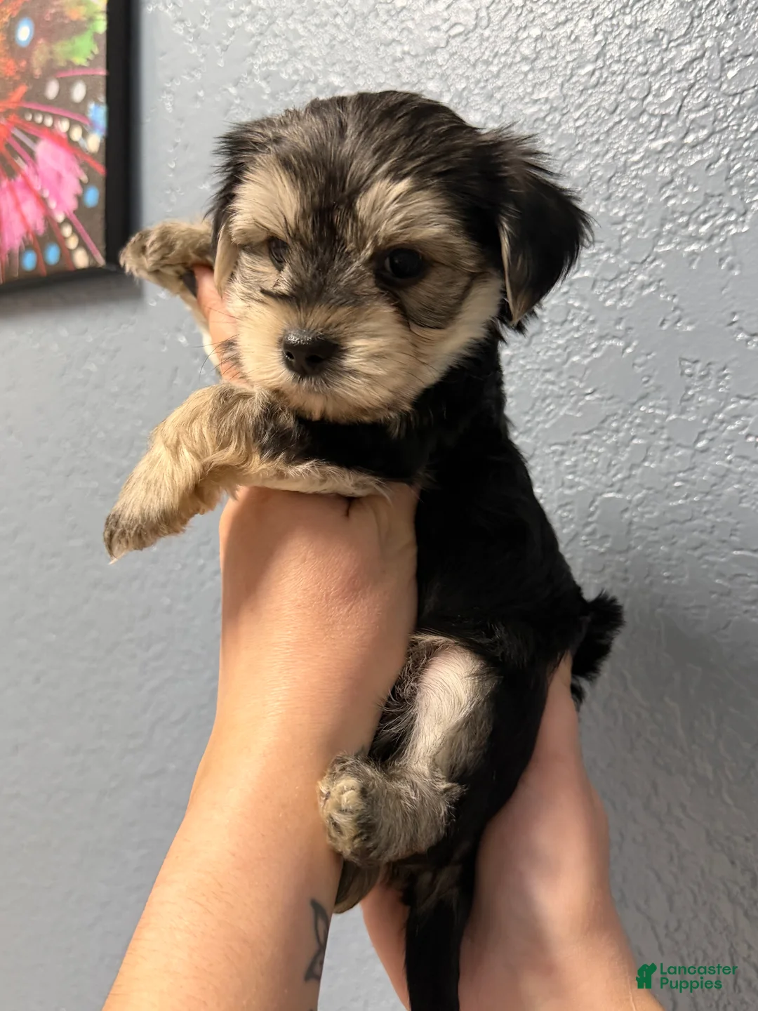 Yorkshire Terrier dogs for sale: Pheonix - Ad 2