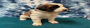 Saint Bernard Puppy 8