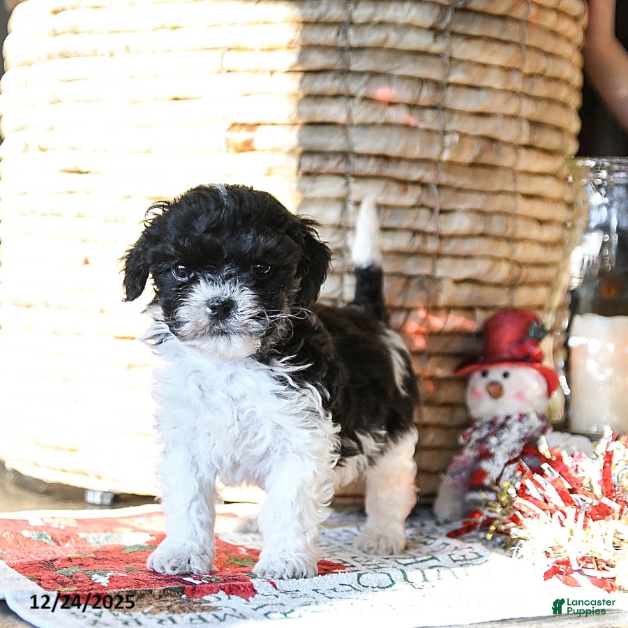 Shihpoo dogs Gus - Ad 32