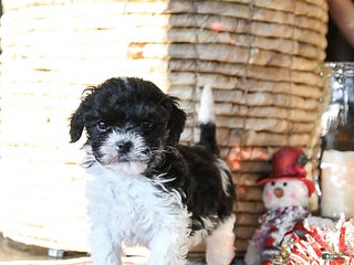 Shihpoo dogs Gus - Ad 32