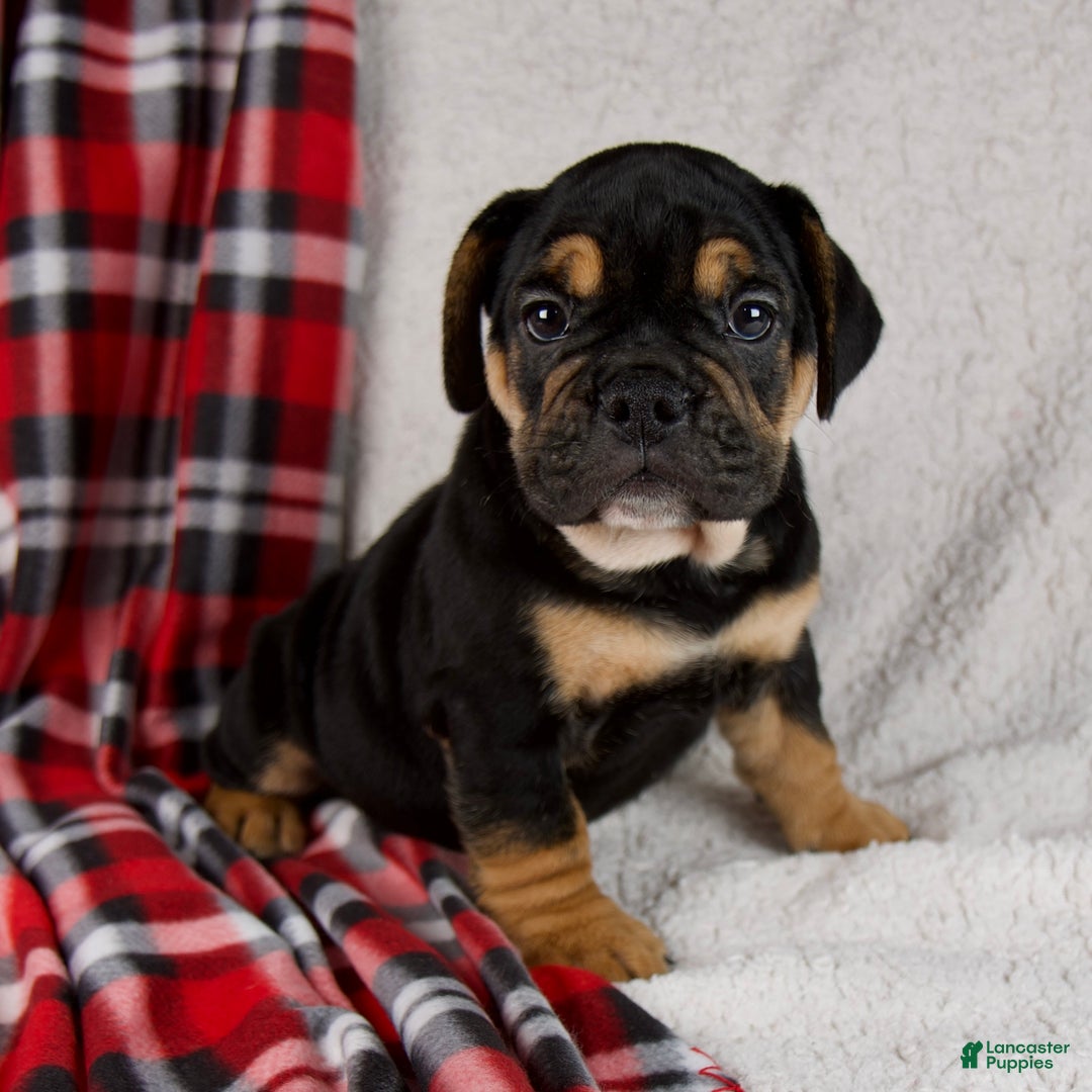 Mixed Breed dogs for sale: Jackson  - Ad 1