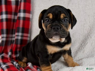 Mixed Breed dogs Jackson - Ad 8