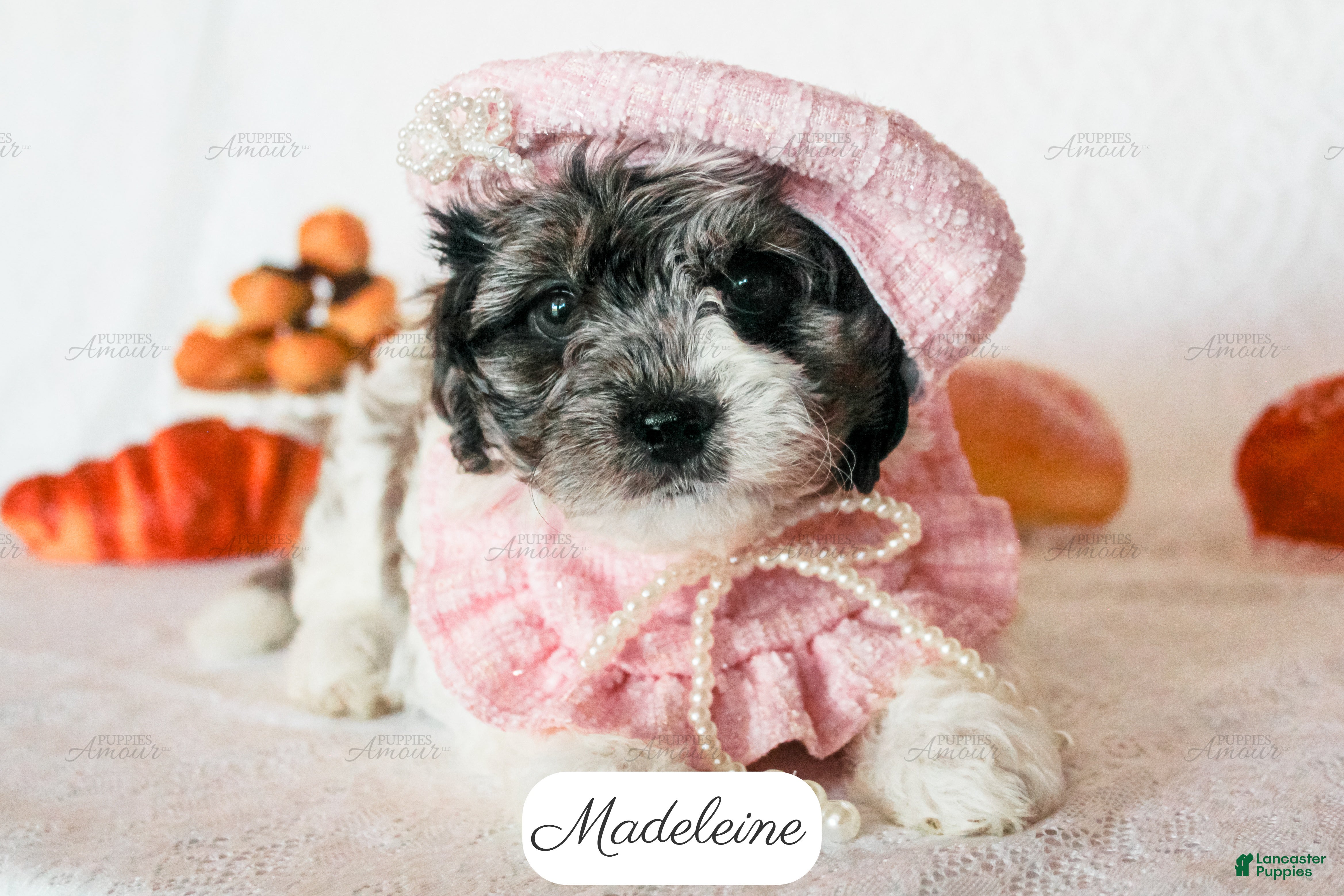 Cavapoo dogs Madeleine - Ad 1