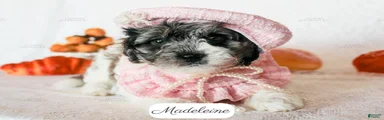 Madeleine