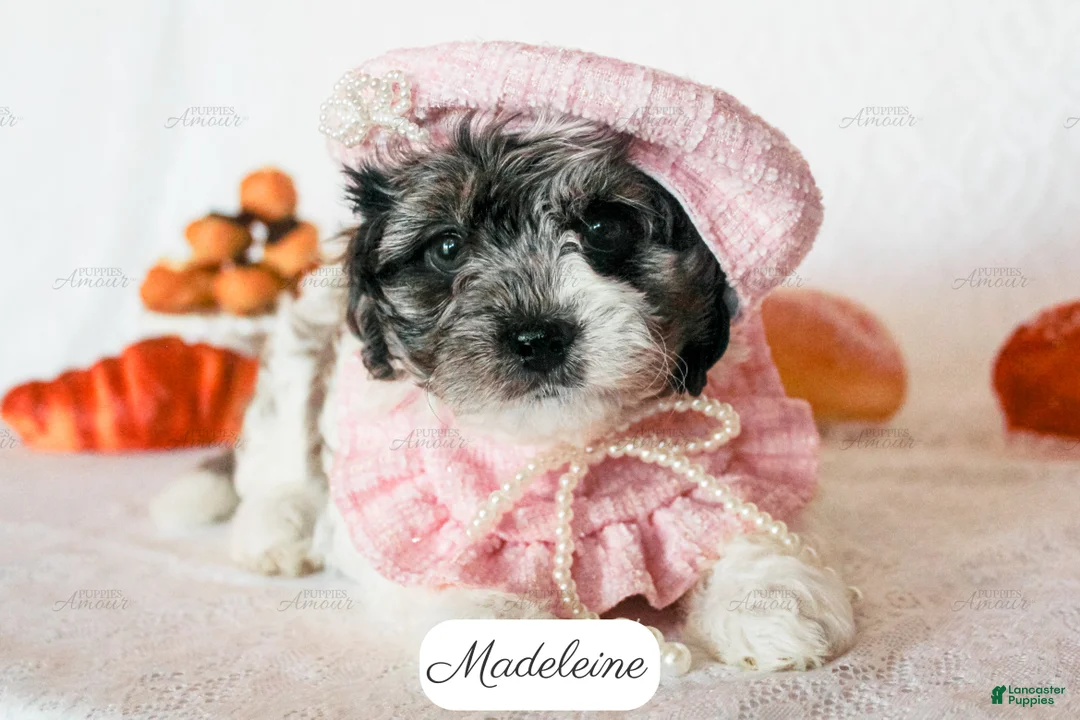 Cavapoo dogs for sale: Madeleine - Ad 1