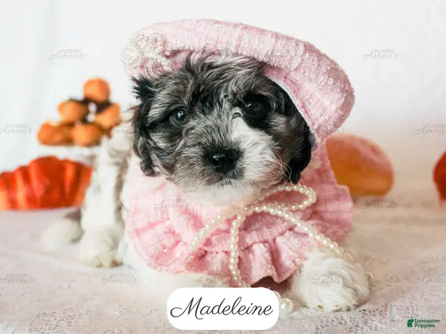 Cavapoo dogs for sale: Madeleine - Ad 1