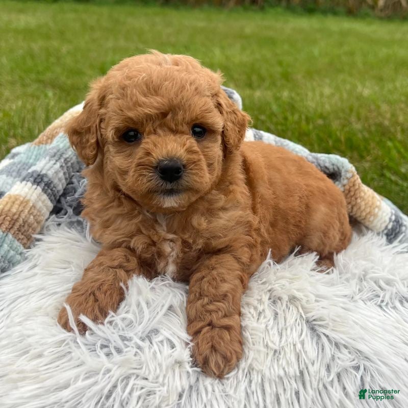 Nova (Doodle / designer cross, Female) in Bluffton, IN