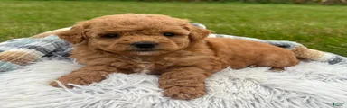 Nova (Micro Mini Goldendoodle)
