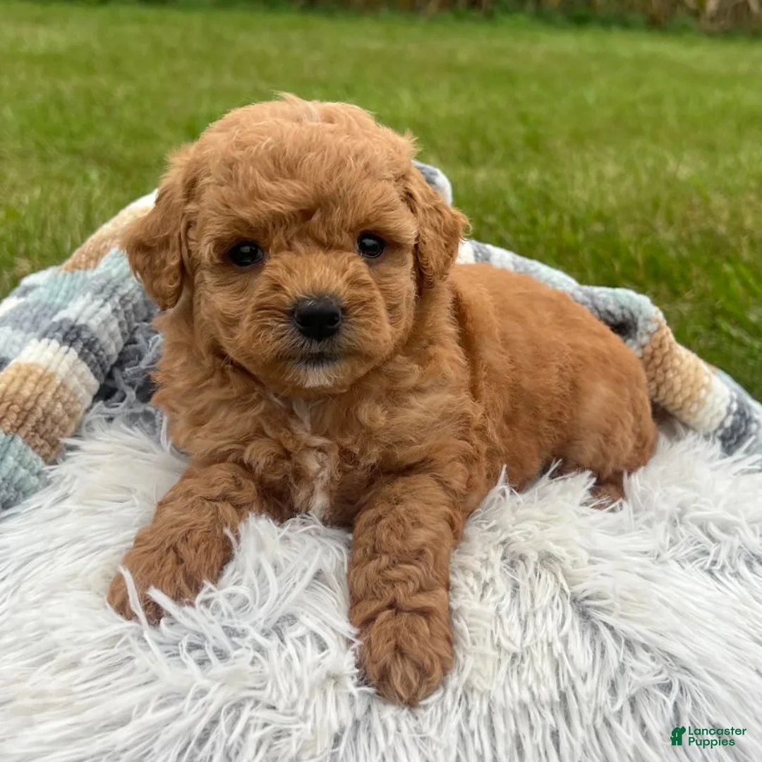 Mini Goldendoodle dogs for sale: Nova (Micro Mini Goldendoodle) - Ad 1