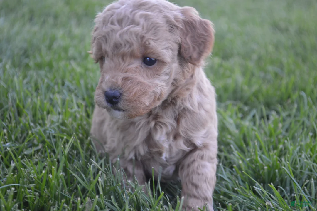 Mini Goldendoodle dogs for sale: Daisy  - Ad 2