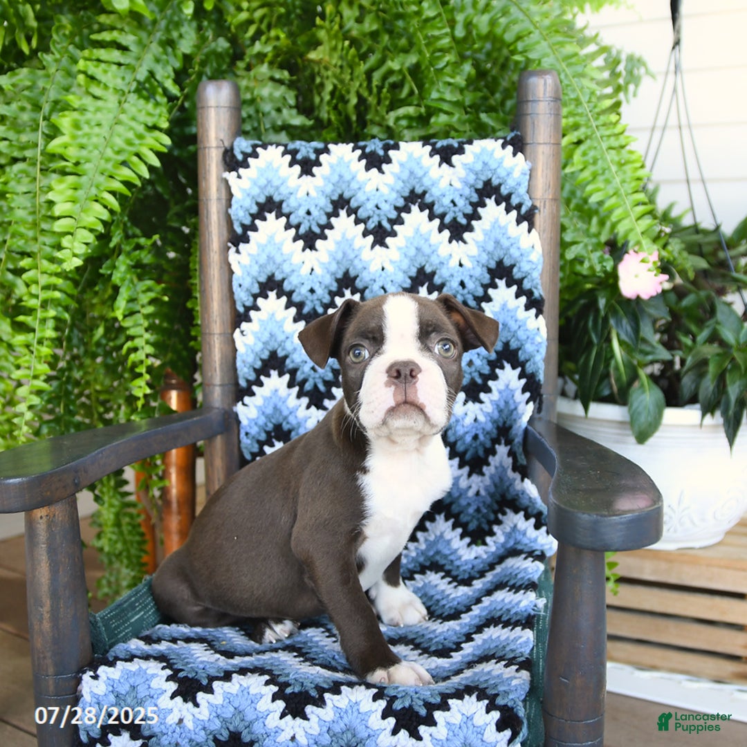 Boston Terrier dogs for sale: Scout - Ad 6