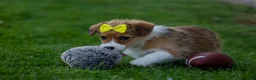 Corgipoo dogs for sale: NOEL - Ad 3