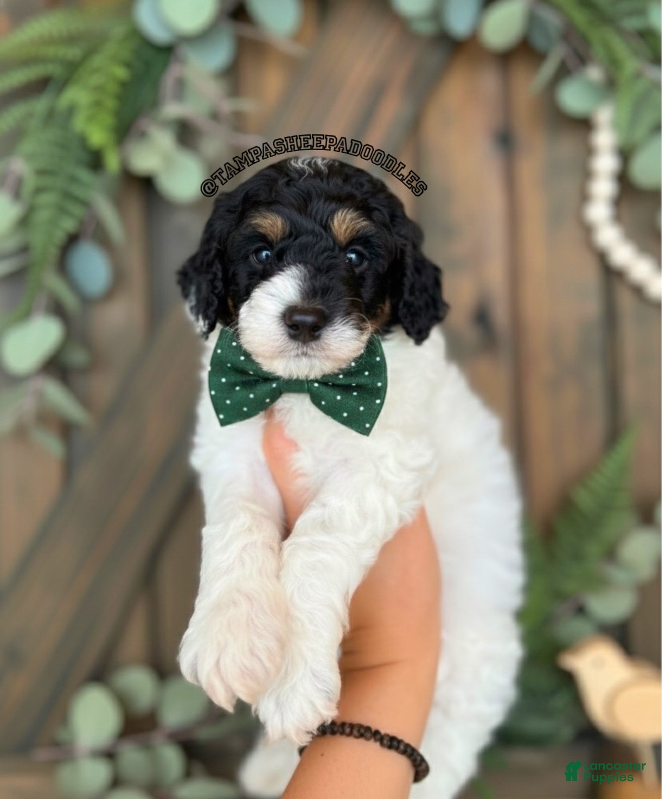 Mini Sheepadoodle dogs Blue-Glacier  - Ad 7