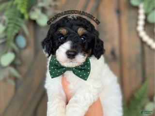 Mini Sheepadoodle dogs Blue-Glacier - Ad 6