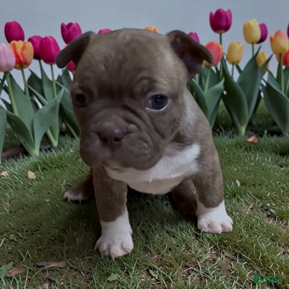 Frenchton dogs Fallon - Ad 25