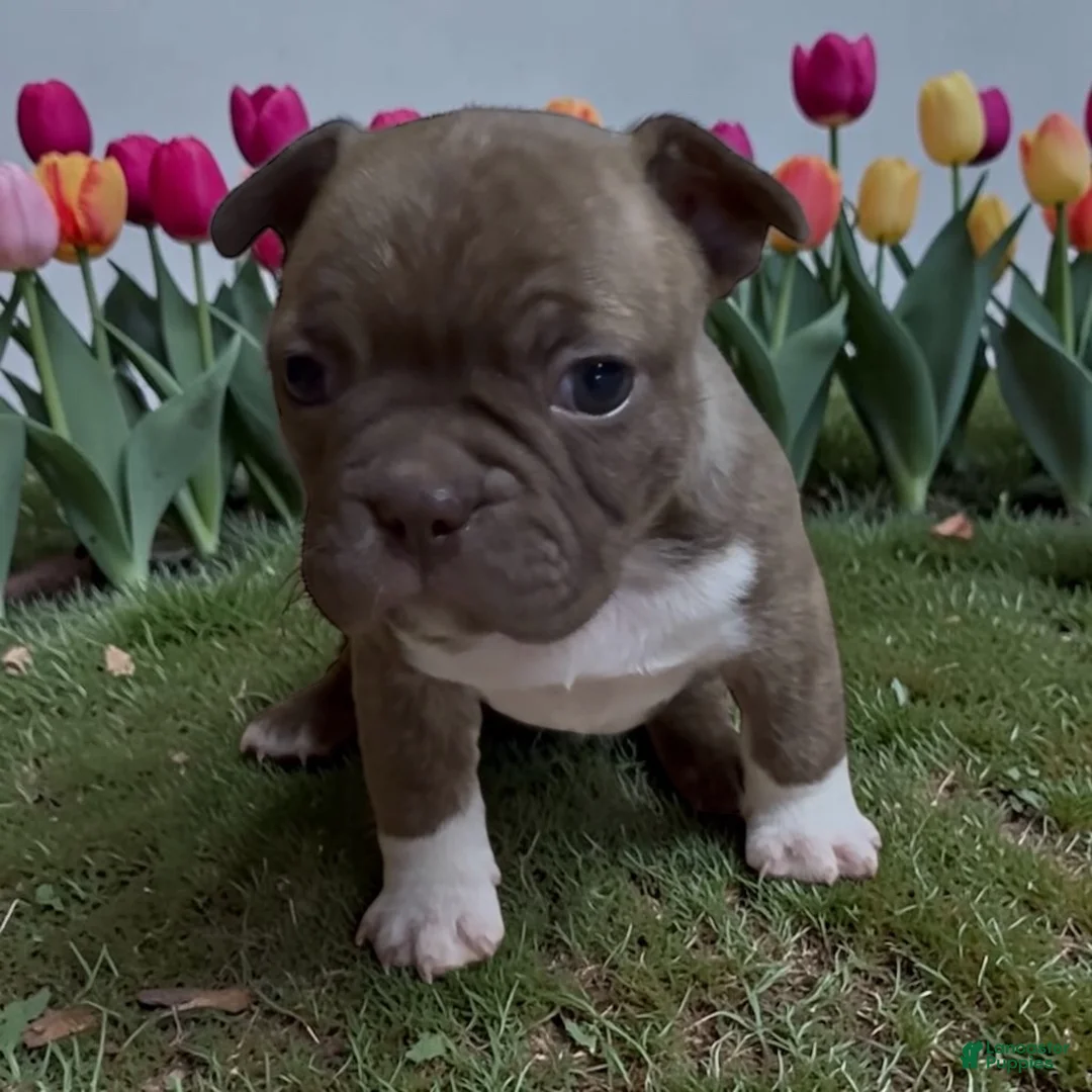 Frenchton dogs for sale: Fallon - Ad 1