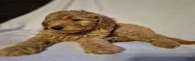 Teddy