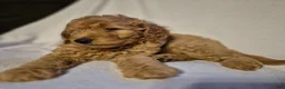 Goldendoodle dogs for sale: Teddy - Ad 1