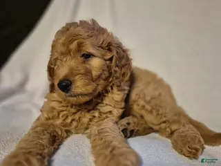 Goldendoodle dogs for sale: Teddy - Ad 2