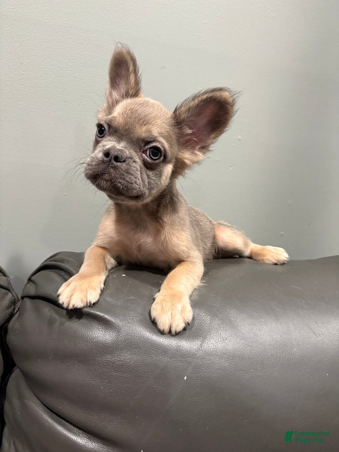 French Bulldog dogs for sale: Rocco  - Ad 1