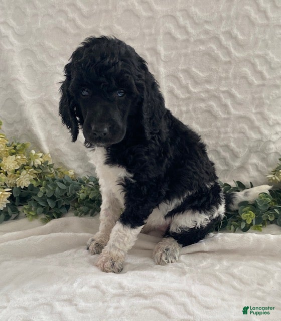 Standard Poodle dogs Katie- genetic clear - Ad 31