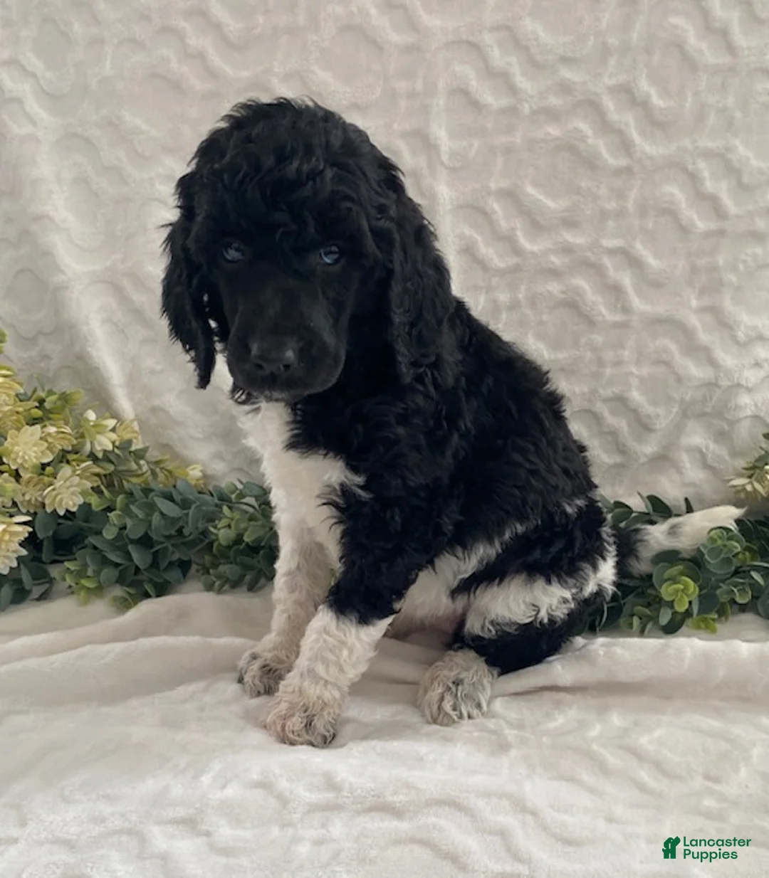 Standard Poodle dogs for sale: Katie- genetic clear - Ad 1
