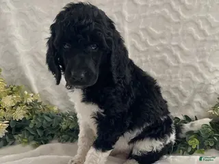 Standard Poodle dogs Katie- genetic clear - Ad 31