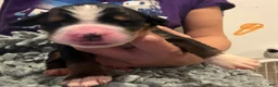 Bernese Mountain Dog dogs for sale: Orange  - Ad 2