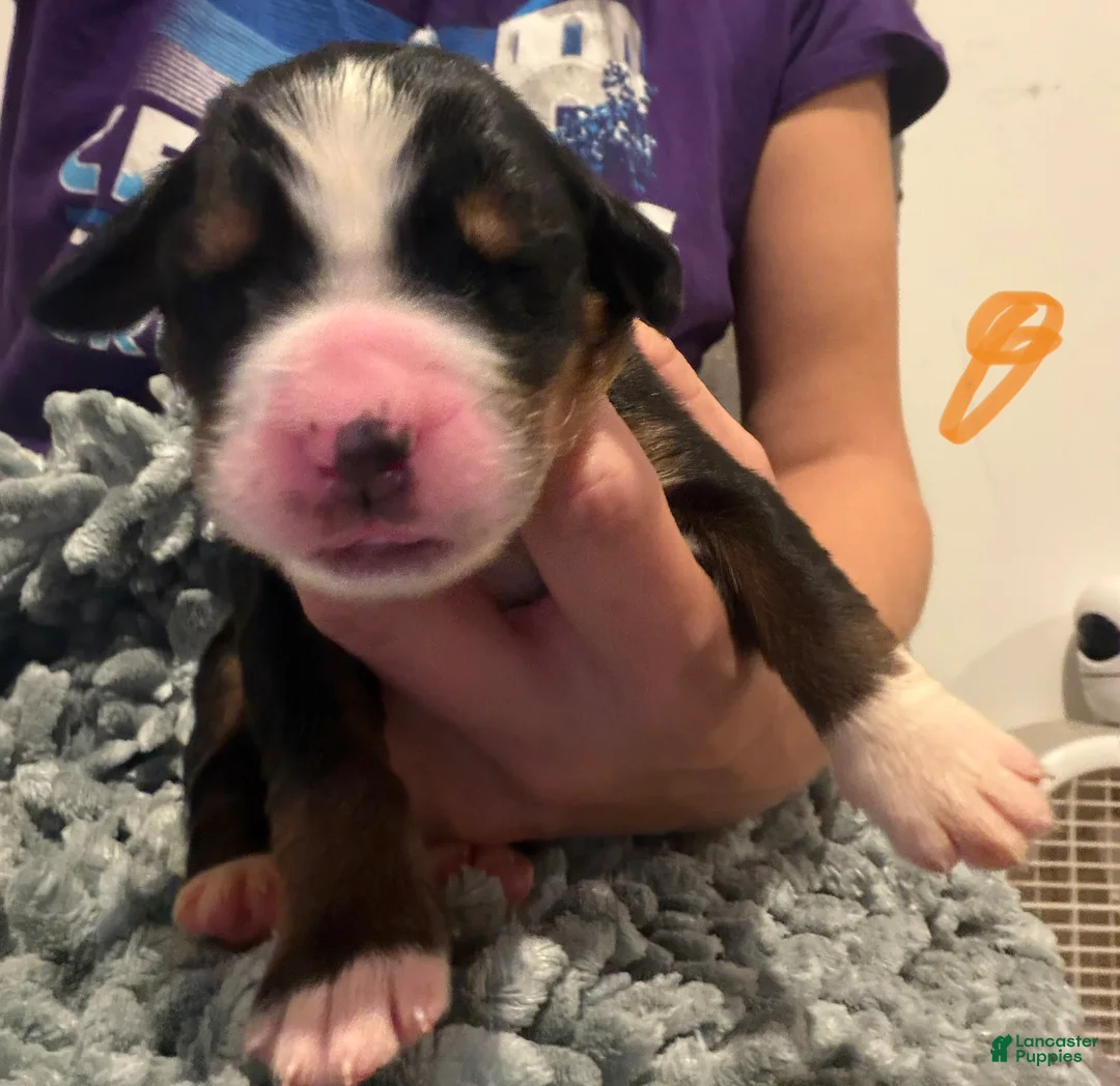 Bernese Mountain Dog dogs for sale: Orange  - Ad 2