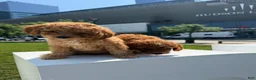 Toy Poodle dogs for sale: AKC BAILEY🐾❤️ - Ad 8