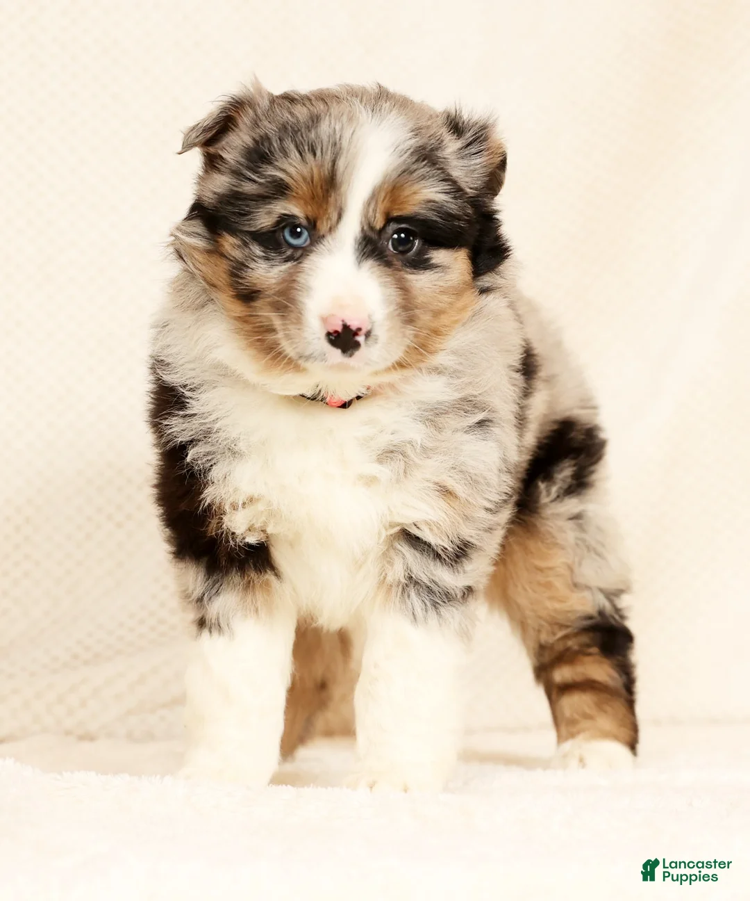 Miniature Australian Shepherd dogs for sale: Erin - Ad 9