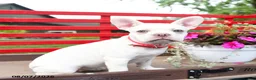 French Bulldog dogs for sale: Lulu - Ad 2